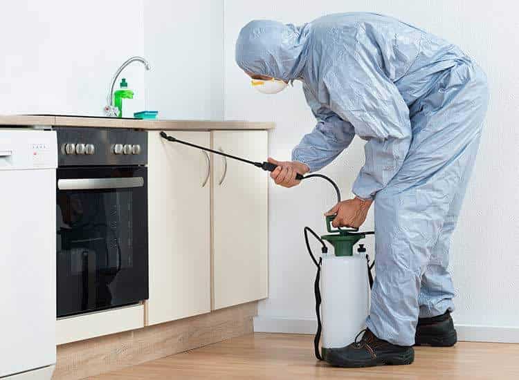 Dealing With Common Household Pests