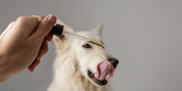 From Paws to Tail How CBD Oil Can Benefit Every Aspect of Your Dog’s Life