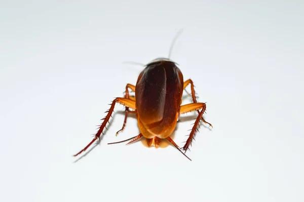 Best Cockroach Control Solutions for Sydney