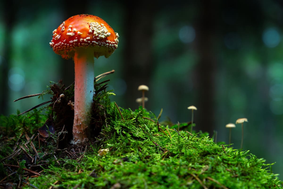 Gummies with a Twist Unpacking Amanita Muscaria's Magic