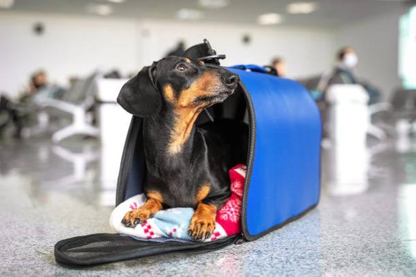 Top Dog Boarding Tips in Pensacola Ensuring Your Pup's Comfort and Safety